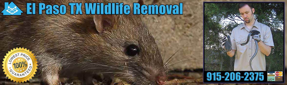El Paso Wildlife and Animal Removal